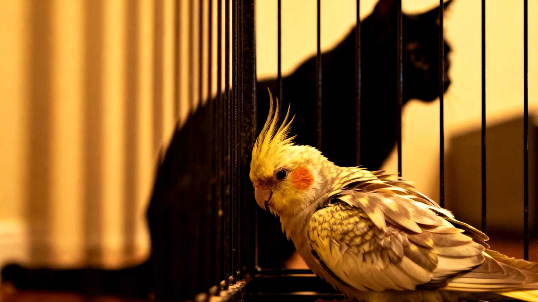 Nymphensittiche zeigen oft Stress und Aggression beim Zusammenleben mit anderen Heimtieren wie Katzen, Hunden oder anderen Vogelarten, was zu Federpicken, Angstverhalten und gesundheitlichen Problemen durch chronischen Stress führen kann"