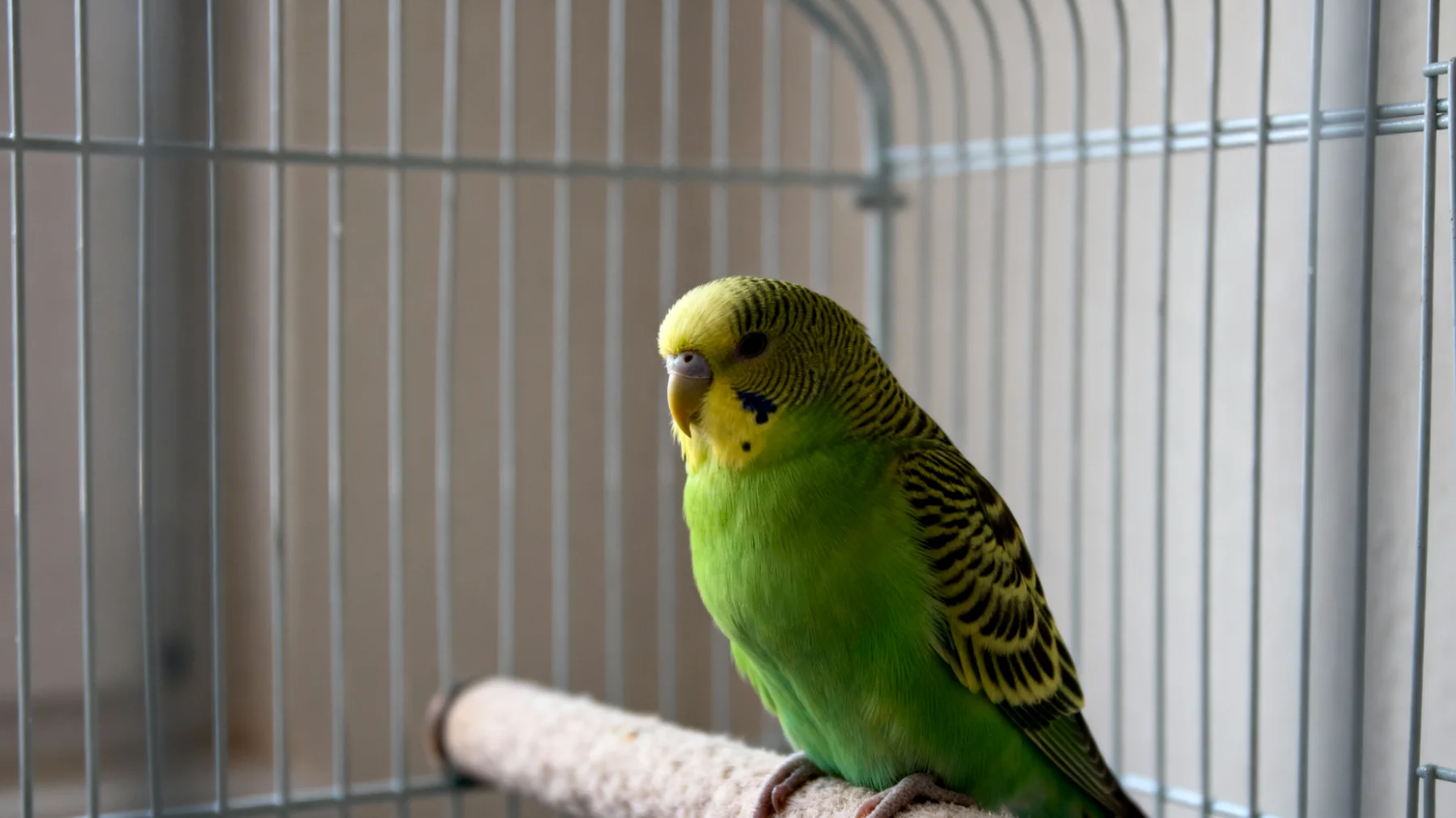 Wellensittiche zeigen nach einer Kastration häufig Stress und Verhaltensänderungen, da dieser Eingriff bei Vögeln sehr selten durchgeführt wird und meist nur bei medizinischen Notfällen erfolgt. Die hormonellen Veränderungen und der chirurgische Stress erfordern besondere Maßnahmen zur Beruhigung und Entspannung während der Erholungsphase."