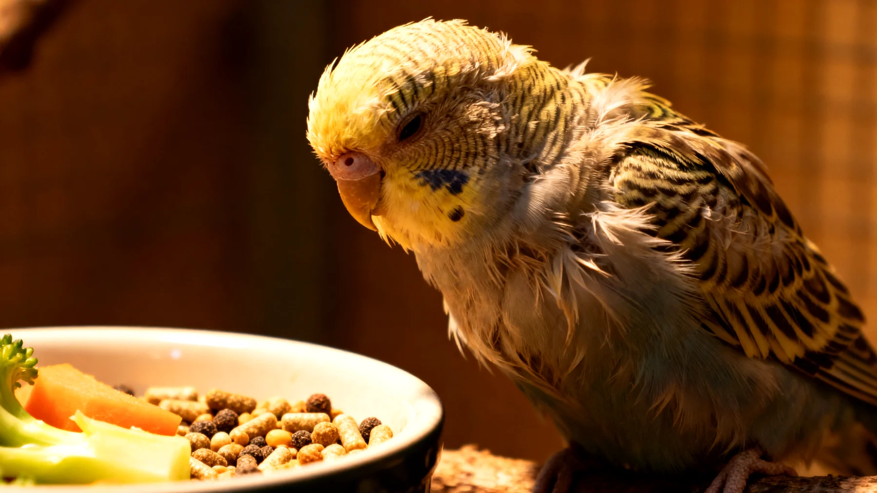 Ältere Wellensittiche benötigen eine angepasste Ernährung, da sie oft an Altersbeschwerden wie Arthritis, verminderter Verdauungsleistung und geschwächtem Immunsystem leiden, weshalb herkömmliches Körnerfutter nicht mehr ausreicht"